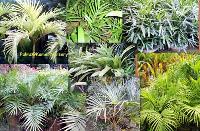 Manufacturers Exporters and Wholesale Suppliers of Palm Plants Kolkata West Bengal